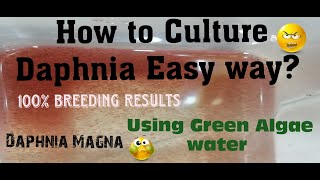 Daphnia MagnaHow to Culture Daphnia Easy wayCulturing Daphnia using Green water Daphnia [upl. by Harriet]