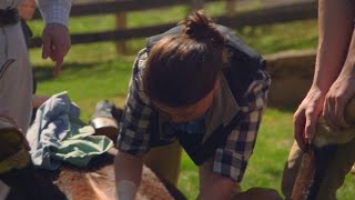 Castrating a Horse for the First Time [upl. by Schuster]