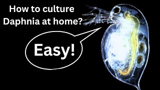 BEST Live Fish Food Beginner guide How to Culture Daphnia at home [upl. by Mailand]