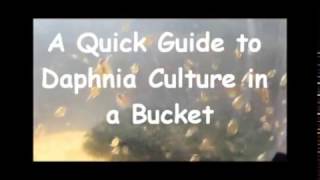 How to culture daphnia outside [upl. by Tamiko572]