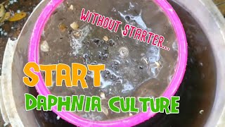 How to culture daphnia moina the easy way 1  Starting the Daphnia culture [upl. by Albers]