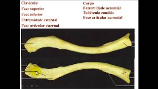 OSSOS DE MEMBRO SUPERIOR PARTE 1  CINTURA ESCAPULAR [upl. by Kemme]