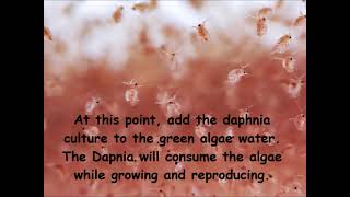 Daphnia  How to grow daphnia in your home [upl. by Georgette]