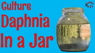 How to Culture Daphnia in a Jar [upl. by Tyson]