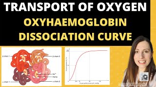 Alevel Biology Structure of HAEMOGLOBIN and Oxyhaemoglobin dissociation curves [upl. by Livesay593]