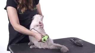 Cat Grooming 101 [upl. by Nicola]