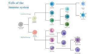 Cells of the Immune System Brittany Anderton [upl. by Rozalin]