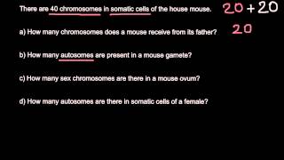 Somatic cells Chromosomes Autosomes Gametes explained [upl. by Neisa]