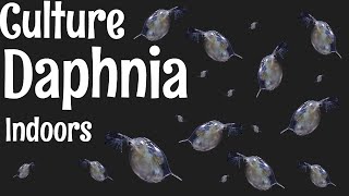 How to Culture Daphnia [upl. by Aerdnahs]