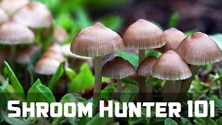 ShroomHunter 101 Identify Wild Magic Mushrooms Psilocybin [upl. by Kolosick]