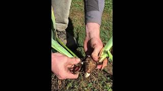 How to Dig and Divide Bearded Iris [upl. by Avonasac]