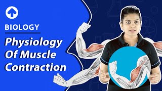 Physiology of Muscle Contraction  Biology [upl. by Agace]