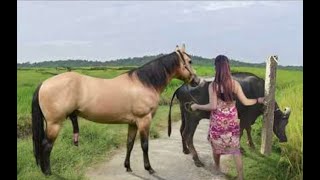 My sister training care her lovely horse in beginner 2021 [upl. by Rind]