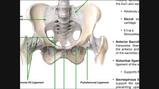 Knee bones and ligaments [upl. by Standush784]