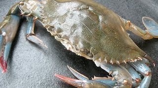 How to Clean a Soft Shell Crab [upl. by Ahsilef]