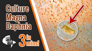 How to culture DAPHNIA MAGNA  The easy way [upl. by Sarat]