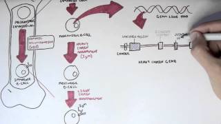 Immunology  Antibody Somatic VDJ Recombination I [upl. by Greenman]