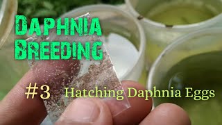 Daphnia Culture made simple and easy 3  Hatching Daphnia eggs [upl. by Murdoch]