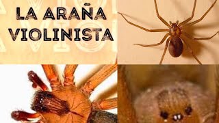 La araña violinista o Loxosceles reclusa Loxoscelismo y Veneno arañaviolinista [upl. by Deelaw]