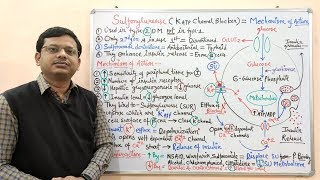 Diabetes Mellitus Part10 Mechanism of Action of Sulfonylurease  Antidiabetic Drugs  Diabetes [upl. by Anilrac]