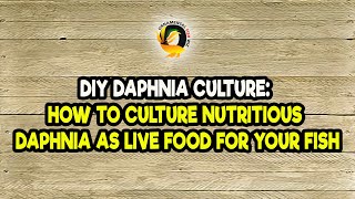 DIY Daphnia Culture How to Culture Nutritious Daphnia as Live Food for Your Fish [upl. by Tenaej]