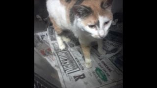 Tortured cat suffers physically while owner suffers emotionally [upl. by Atteloj]