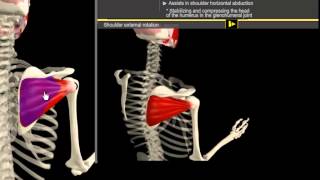 Infrapinatus amp Pectoralis Minor Muscle Motion amp Anatomy [upl. by Hahsi]