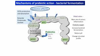 Prebiotics vsProbiotics Difference Between Prebiotics And Probiotics – DrBerg [upl. by Duwe]