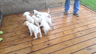 11 week old English Setter puppies on point [upl. by Abie]