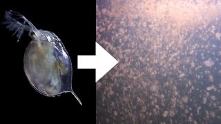 How I Culture Daphnia [upl. by Aurita265]