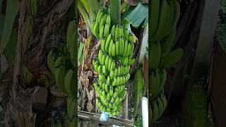 Pohon Pisang Pendek Berbuah Lebat [upl. by Aynad191]