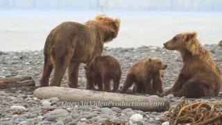 Alaskas Great Kodiak Bears  Ayakulik Adventures [upl. by Atterbury]