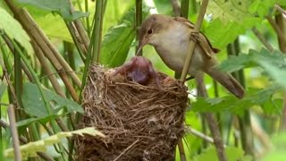 Big Brother Eviction Cuckoo Style  Natural World  BBC Earth [upl. by Allisirp]