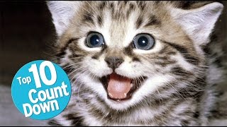 Top 10 Domesticated Cat Breeds [upl. by Aznofla]