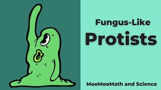 Funguslike Protists [upl. by Crispen]