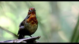 uirapuruverdadeiro  Musician Wren  Cyphorhinus arada [upl. by Amandie727]