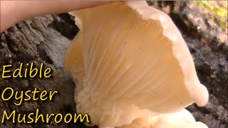 How to Identify Oyster Mushrooms [upl. by Plumbo]