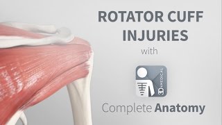 Rotator Cuff Injuries  Complete Anatomy [upl. by Harte179]