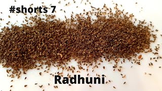 Radhuni Celery Seeds  রাধুনি আসলে কি shorts 7 [upl. by Ebert290]