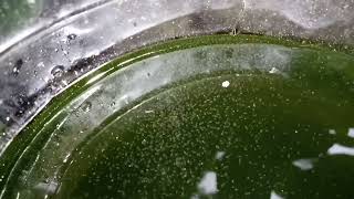 DAPHNIA MOINA CULTURE IN A SMALL BUCKET [upl. by Inahteb]