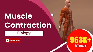 Muscle Contraction [upl. by Fadden]