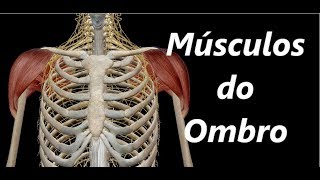 Anatomia dos Músculos do Ombro em 3D [upl. by Hyps]