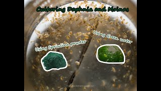 How To Culture Daphnia and Moinas using Green Water Spirulina powder [upl. by Yursa211]