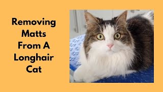 Removing Matts From A Longhair Cat [upl. by Haney]