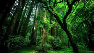 Rahatlatıcı orman ve kuş sesleri  relaxing forest sounds relaxingsounds 1080pnature kuşsesi HD [upl. by Annaitat]