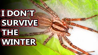 American Grass Spider facts the harmless funnel weavers  Animal Fact Files [upl. by Akcemat794]