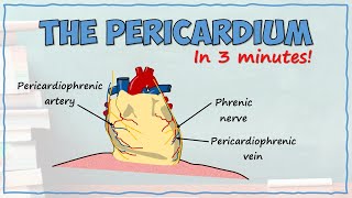 The Pericardium [upl. by Janerich205]