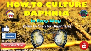 HOW TO CULTURE DAPHNIA In Easy Way [upl. by Rednave]