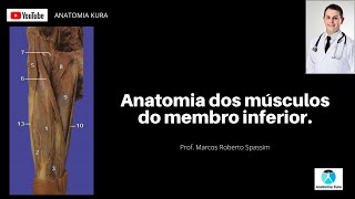 Anatomia dos músculos do membro inferior [upl. by Atnauq]